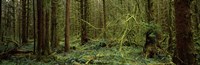 Framed Trees in a forest, Hoh Rainforest, Olympic Peninsula, Washington State, USA