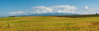 Framed Rapeseed field, Route de Manosque, Plateau de Valensole, Alpes-de-Haute-Provence, Provence-Alpes-Cote d'Azur, France