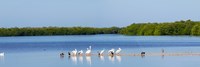 Framed White pelicans on Sanibel Island, Florida, USA