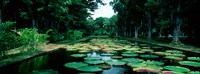 Framed Lily pads floating on water, Pamplemousses Gardens, Mauritius Island, Mauritius
