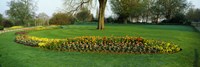 Framed Tulips in Hyde Park, City of Westminster, London, England