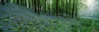 Framed Bluebell Wood near Beaminster, Dorset, England