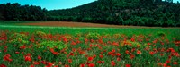 Framed Poppies in a field, Provence-Alpes-Cote d'Azur, France