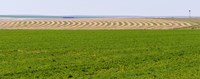 Framed Harvested alfalfa field patterns, Oklahoma, USA
