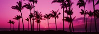 Framed Silhouette of palm trees at dusk, Hawaii, USA