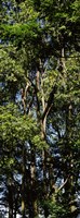 Framed Low angle view of a tree, Hawaii, USA