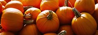 Framed Pumpkins, Half Moon Bay, California, USA