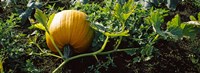 Framed Pumpkin growing in a field, Half Moon Bay, California, USA