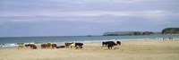 Framed Cows on the beach, White Rocks Bay, County Antrim, Northern Ireland