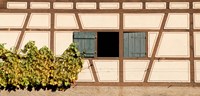 Framed Detail of half timber house and grape vines, Strumpfelbach, Baden-Wurttemberg, Germany