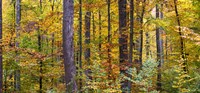 Framed Trees in autumn, Baden-Wurttemberg, Germany