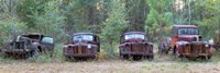 Framed Old rusty cars and trucks on Route 319, Crawfordville, Wakulla County, Florida, USA