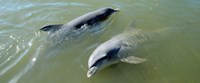 Framed Dolphins in the sea, Varadero, Matanzas Province, Cuba