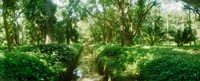 Framed Trees in a botanical garden, Jardim Botanico, Zona Sul, Rio de Janeiro, Brazil
