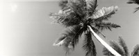 Framed Low angle view of palm trees, Morro De Sao Paulo, Tinhare, Cairu, Bahia, Brazil