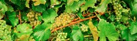 Framed Ripe green grapes on the vine, Quebec, Canada