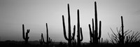 Framed Black and White Silhouette of Saguaro cacti, Saguaro National Park, Arizona
