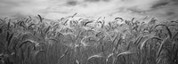 Framed Wheat crop growing in a field, Palouse Country, Washington State (black and white)