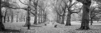 Framed Trees along a footpath in a park, Green Park, London, England (black and white)