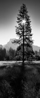 Framed Sun Behind Pine Tree, Half Dome, Yosemite Valley, California, USA