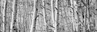 Framed Aspen trees in Winter, Rock Creek Lake, California