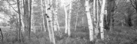 Framed Birch trees in a forest, Acadia National Park, Hancock County, Maine (black and white)