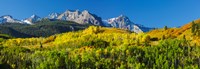 Framed Aspen trees with mountains in the background, Uncompahgre National Forest, Colorado