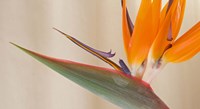 Framed Strelitzia in bloom, California