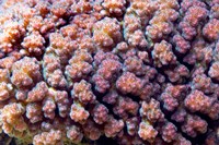 Framed Underwater plant life, coral, Indian Ocean, Kenya