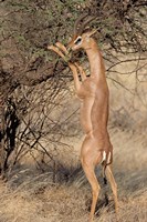 Framed Male gerenuk (Litocranius waller) eating leaves, Samburu National Park, Rift Valley Province, Kenya