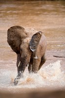 Framed African elephant (Loxodonta africana) playing with water, Samburu National Park, Rift Valley Province, Kenya