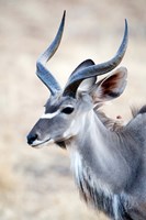 Framed Greater Kudu (Tragelaphus strepsiceros) in a forest, Samburu National Park, Rift Valley Province, Kenya