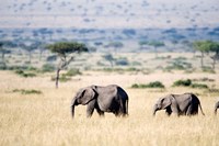 Framed African elephants (Loxodonta africana) walking in plains, Masai Mara National Reserve, Kenya