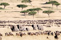 Framed Wildebeests with African elephants (Loxodonta africana) in a field, Masai Mara National Reserve, Kenya