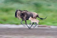 Framed Newborn wildebeest calf running with its mother, Ndutu, Ngorongoro, Tanzania