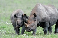 Framed Black rhinoceros (Diceros bicornis) in a field, Ngorongoro Crater, Ngorongoro, Tanzania
