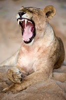 Framed Close Up of Lioness (Panthera leo) Yawning in a Forest, Tarangire National Park, Tanzania