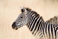 Framed Burchell Zebra, Ngorongoro Crater, Ngorongoro, Tanzania