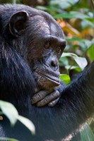 Framed Chimpanzee, Kibale National Park, Uganda