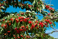 Framed Cherries to be Harvested, Cucuron, Vaucluse, Provence-Alpes-Cote d'Azur, France (horizontal)