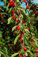 Framed Cherries to be Harvested, Cucuron, Vaucluse, Provence-Alpes-Cote d'Azur, France (vertical)