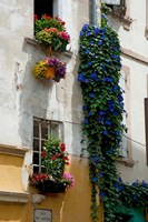Framed Building with flower pots on each window, Rue Des Arenes, Arles, Bouches-Du-Rhone, Provence-Alpes-Cote d'Azur, France