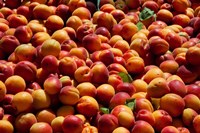 Framed Nectarines for sale at weekly market, St.-Remy-de-Provence, Bouches-Du-Rhone, Provence-Alpes-Cote d'Azur, France