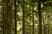 Framed Trees in a forest, Queets Rainforest, Olympic National Park, Washington State, USA