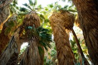 Framed Low angle view of palm trees, Palm Springs, Riverside County, California, USA