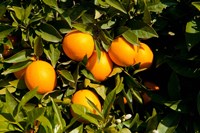 Framed Oranges, Santa Paula, Ventura County, California