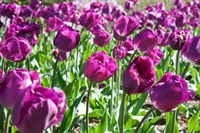 Framed Purple Tulips
