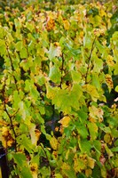 Framed Vineyard in autumn, Chigny-les-Roses, Marne, Champagne-Ardenne, France