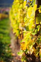 Framed Vineyards in autumn, Mittelbergheim, Alsatian Wine Route, Bas-Rhin, Alsace, France