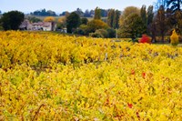 Framed Vineyards in Autumn, Montagne, Gironde, Aquitaine, France